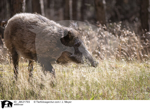 Wildschwein / wildboar / JM-21793