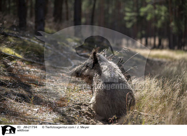 Wildschwein / wildboar / JM-21794