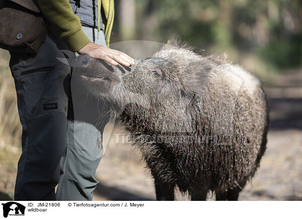 Wildschwein / wildboar / JM-21806