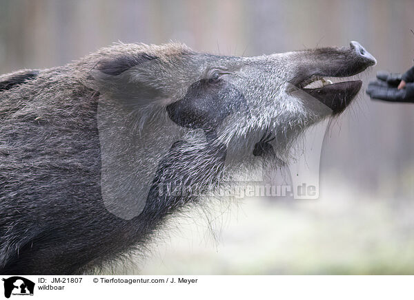 Wildschwein / wildboar / JM-21807