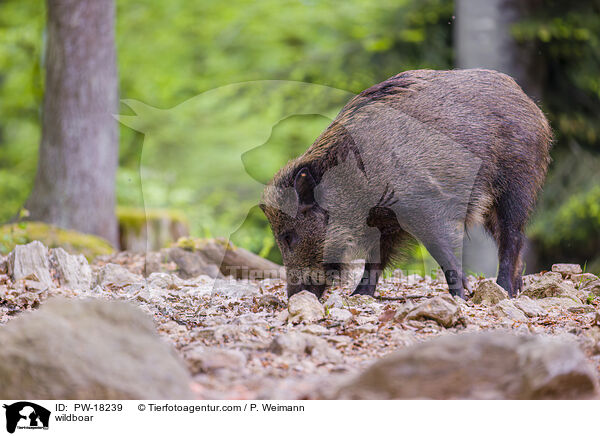 Wildschwein / wildboar / PW-18239