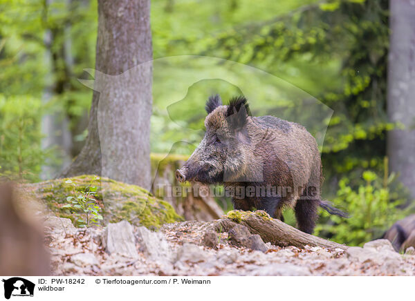 Wildschwein / wildboar / PW-18242