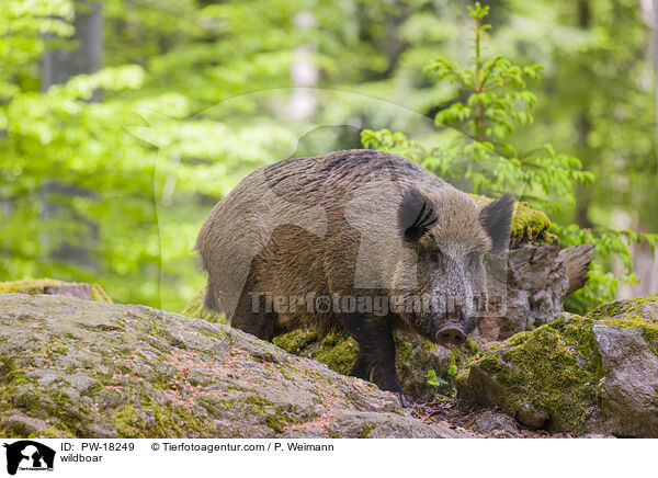 Wildschwein / wildboar / PW-18249