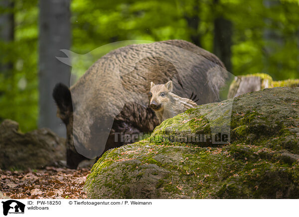 Wildschweine / wildboars / PW-18250