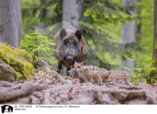 Wildschweine / wildboars / PW-18254