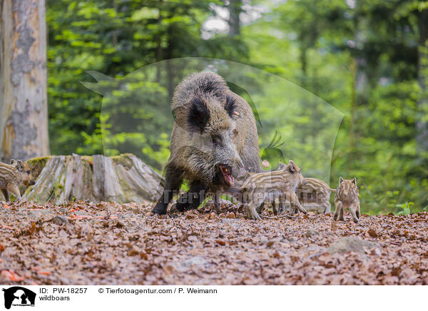 Wildschweine / wildboars / PW-18257