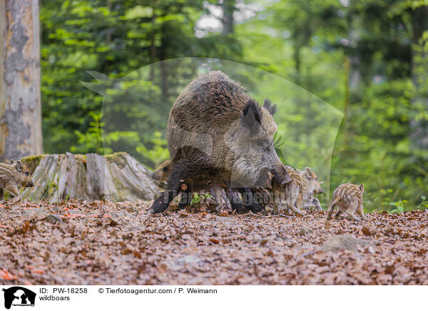 Wildschweine / wildboars / PW-18258