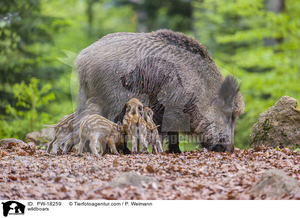 Wildschweine / wildboars / PW-18259