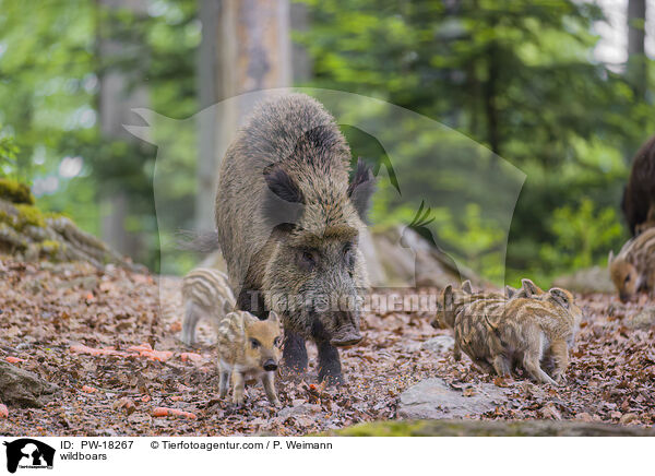 Wildschweine / wildboars / PW-18267