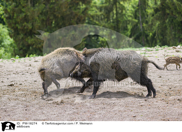 Wildschweine / wildboars / PW-18274