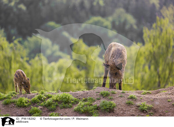 Wildschweine / wildboars / PW-18292