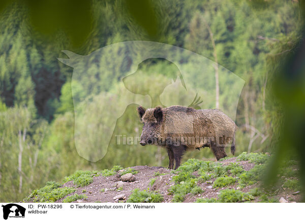 Wildschwein / wildboar / PW-18296