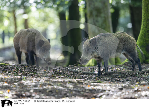 Wildschwein / wild boar / WS-10951