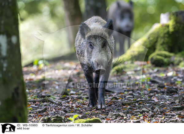 Wildschwein / wild boar / WS-10960