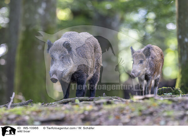 Wildschwein / wild boar / WS-10966