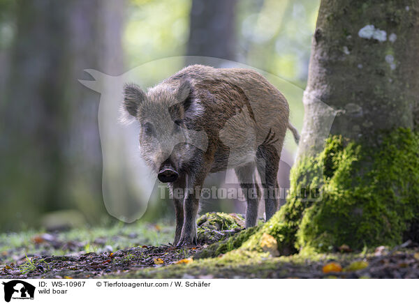 Wildschwein / wild boar / WS-10967