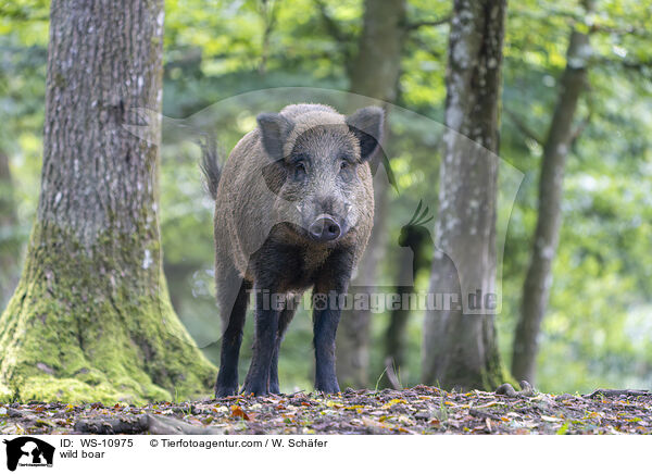 Wildschwein / wild boar / WS-10975