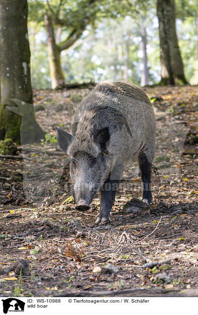 Wildschwein / wild boar / WS-10988