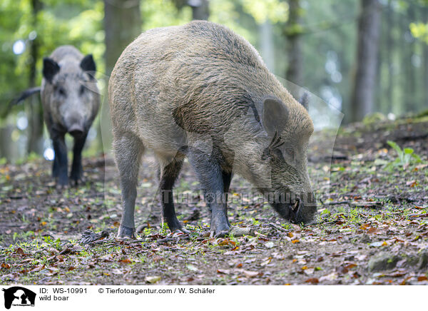 Wildschwein / wild boar / WS-10991