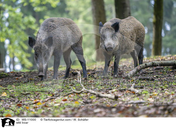 Wildschwein / wild boar / WS-11000