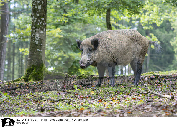 Wildschwein / wild boar / WS-11006