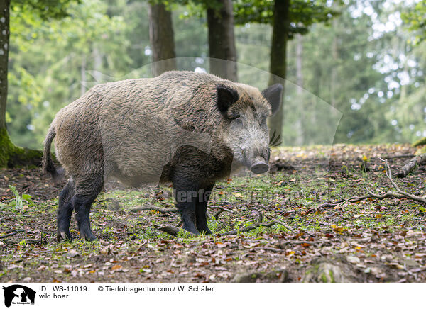 wild boar / WS-11019