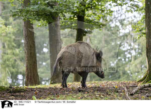 Wildschwein / wild boar / WS-11021