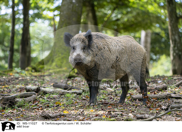 wild boar / WS-11027