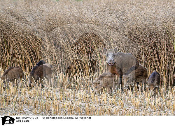 Wildschweine / wild boars / MAW-01795