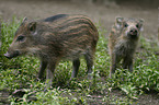 wild pig