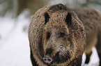 wild hog