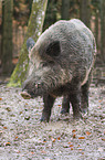 wild boar