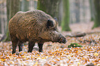 wild boar