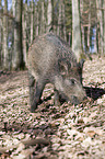 wild hog