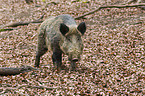 wild hog