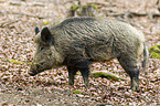 wild hog