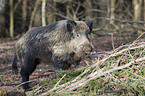 wild hog