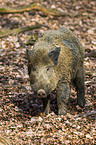 wild hog