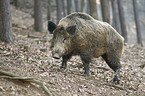 wild hog