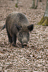 wild hog