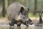 wild hog