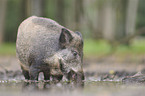 wild hog