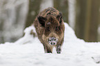 wild hog