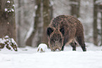 wild hog