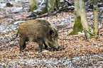 wild hog