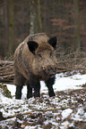 wild hog