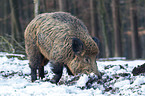 wild hog