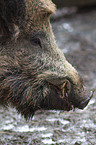 wild hog