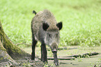 wild boar