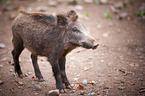 wild boar